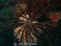 This Feather Star Crinoid on coral made a beautiful contr... by Jim Mcguire 
